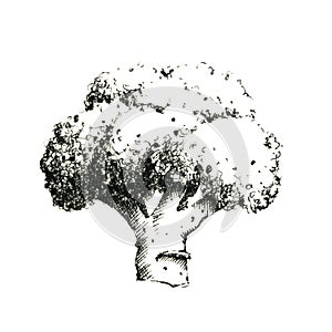 Hand-drawn black and white image of broccoli. JPEG only