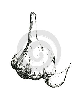 Hand-drawn black and white image of garlic. Jpeg only