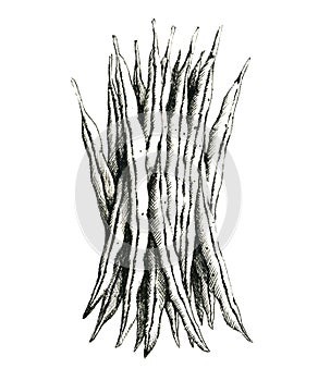 Hand-drawn black and white image of a green bean. JPEG only