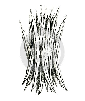 Hand-drawn black and white image of a green bean. JPEG only photo