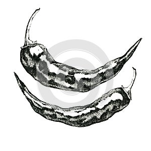 Hand-drawn black and white image of hot pepper. JPEG only photo