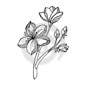 Hand-drawn black and white image of sakura flowers