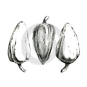 Hand-drawn black and white image of three peppers. JPEG only