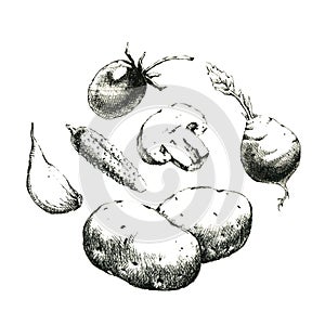 Hand-drawn black and white image of vegetables. JPEG only photo