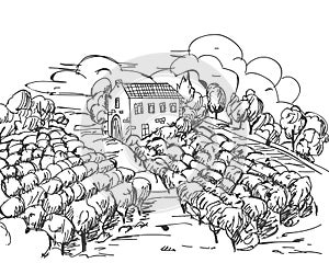 Hand drawn Black and White vineyard landscape