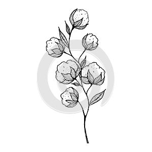 hand-drawn blooming cotton flowers. Sketch Drawn in black pen. Isolated on a white background. Trace to . Black and white.