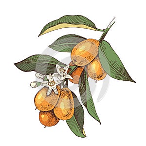 Hand drawn blooming kumquat branch with ripe fruits.