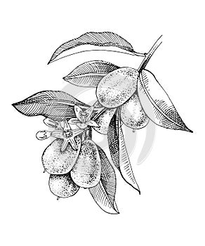 Hand drawn blooming kumquat branch with ripe fruits.