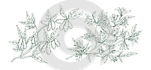 Hand drawn blossom honeysuckle in monochrome engraving style. Edible plant branch with flowers and berries vector