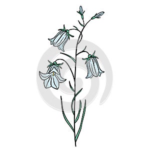 Hand drawn blue bell flower isolated on white background. Botanical decorative doodle sketch illustration for greeting card,