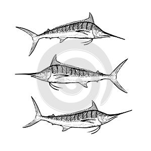 Hand Drawn Blue Marlin