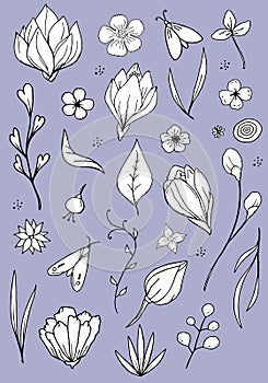 Hand drawn botanical and bugs background. Black and white floral elements and bugs on pale purple background