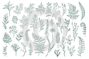 Hand drawn botanical design pack.