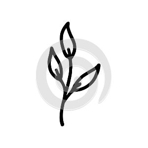 Hand-drawn botanical element on white background.