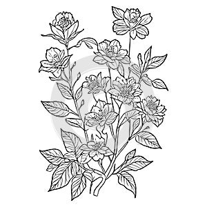 hand-drawn botanical elements line art, illustration botanical line drawing vector, vector sketc photo