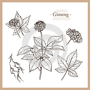 Hand drawn botanical illustration of ginseng. Vintage collection of medical herbs and plants.