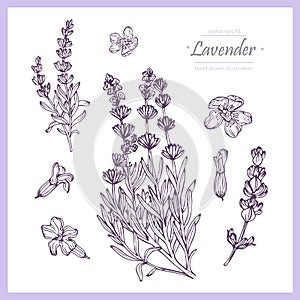 Hand drawn botanical illustration of lavender. Vintage collection of medical herbs and plants.