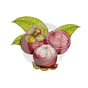 Hand drawn botanical illustration of mangosteen
