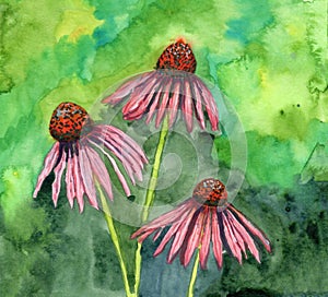 Hand drawn botanical sketch. Purple and pink echinacea close up. Green background. Watercolor painting. Flower and stem. Summer