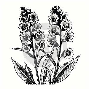 Delphinium Linocut Woodcut Print: Black And White Illustration Of Herbs In Full Bloom photo