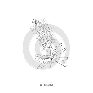 Hand drawn bottlebrush flower.Plant design elements.