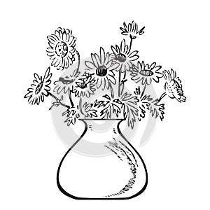 Hand drawn bouquet chrysanthemum in vase. Engraving sketch. Isolated black lines on white background. Vector illustration,