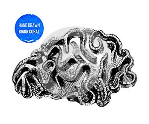 Brain coral isolated