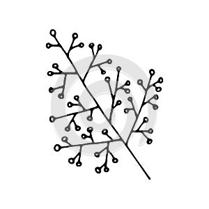 Hand drawn branch with berries isolated on white background. Decorative doodle sketch illustration. Vector element