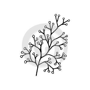 Hand drawn branch with berries isolated on white background. Decorative doodle sketch illustration. Vector element