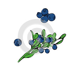 Hand drawn branch bilberry berries with leaves on white background.