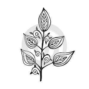 Hand drawn branch with leaves isolated on white background. Decorative doodle sketch illustration. Vector floral element