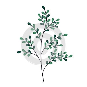 Hand drawn branch with leaves isolated on white background. Decorative doodle sketch illustration. Vector floral element