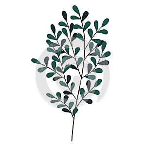 Hand drawn branch with leaves isolated on white background. Decorative doodle sketch illustration. Vector floral element