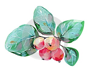 Hand-drawn branch with red crab apples and green leaves