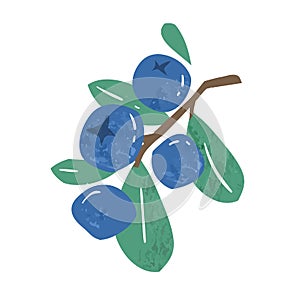 Hand drawn branch of ripe blueberries or bilberries with leaves vector flat illustration. Fresh vitamin blue berries