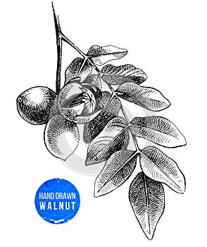 Hand drawn branch of walnut photo