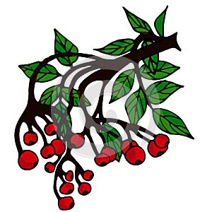 Hand drawn branches of rowan berries with leaves for winter and autumn decoration. Doodle vector illustration.