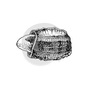 Hand drawn brazil nut in broken shell