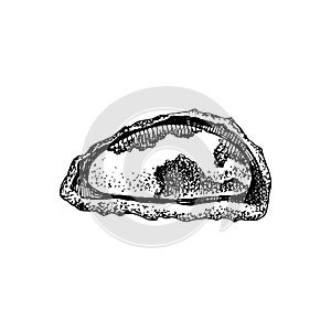 Hand drawn brazil nut in broken shell