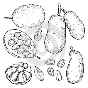 Breadfruit jackfruit. Vector sketch illustration