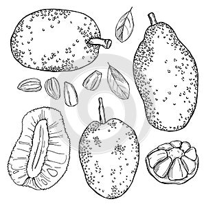 Hand drawn breadfruit jackfruit. Vector illustration