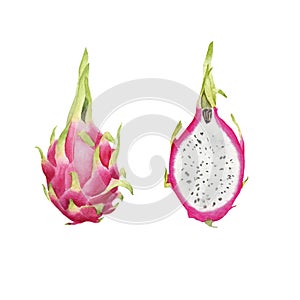 Hand drawn brigt colorful watercolor dragonfruit isolated photo