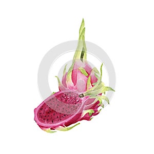 Hand drawn brigt colorful watercolor dragonfruit photo