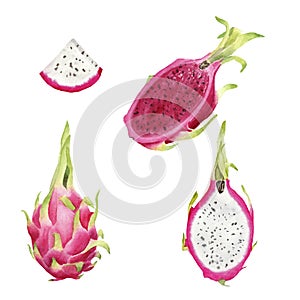 Hand drawn brigt colorful watercolor pitaya, whole fruit and slice photo