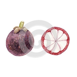 Hand drawn brigt colorful watercolor mangosteen isolated on white background