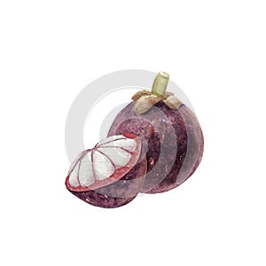 Hand drawn brigt colorful watercolor mangosteen isolated on white background photo