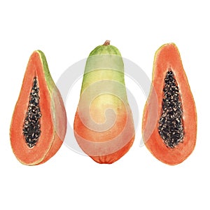 Hand drawn brigt colorful watercolor papaya isolated on white background photo