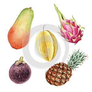 Hand drawn brigt colorful watercolor set of tropical fruits isolated