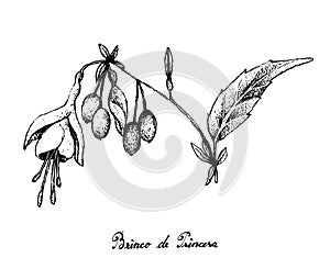 Hand Drawn of Brinco de Princesa Frutis on White Background photo