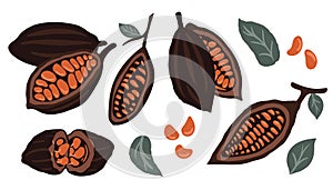 Hand drawn brown color cocoa beans, seed with green leaves vector icon set isolated on white background. Vector illustration